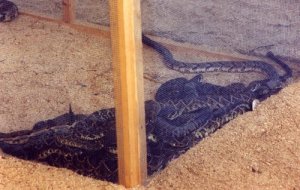 gmprintrattlesnakes09